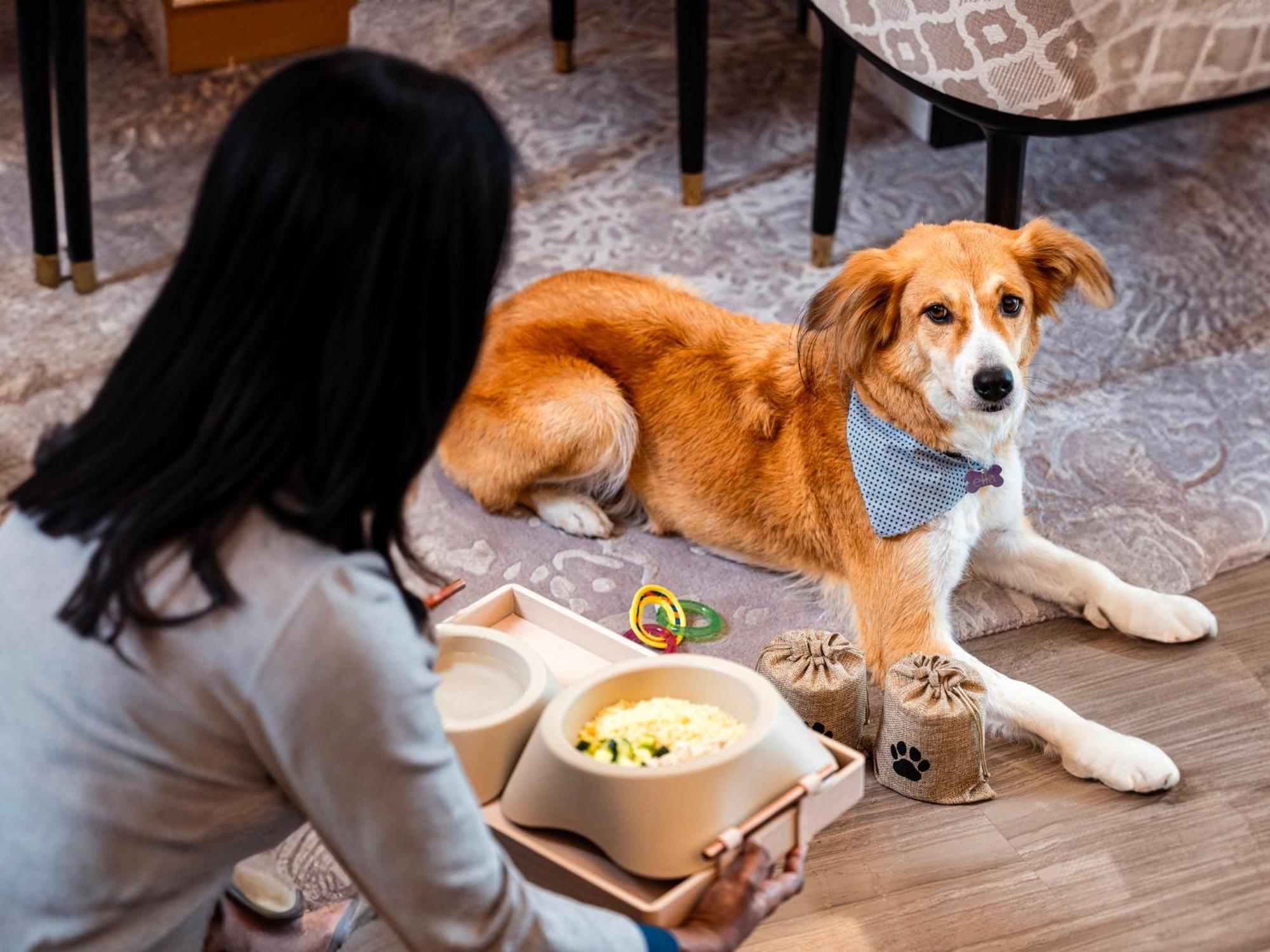 Abesq Doha Hotel And Residences, An Ihg Hotel Exteriér fotografie A dog at the Four Seasons Hotel, Hong Kong